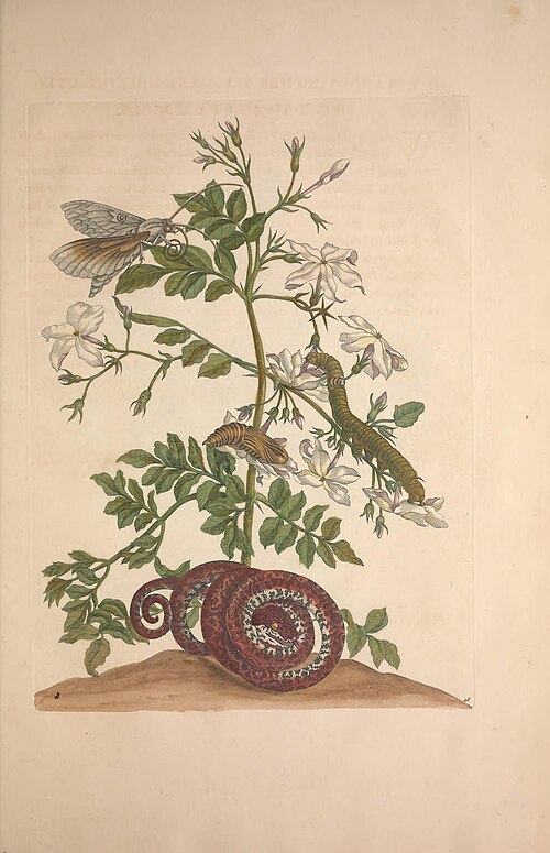 Jasminum grandiflorum